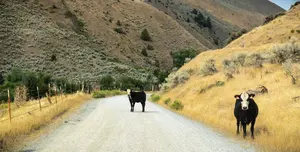 Groups sue over plan to allow cattle grazing on 24M western acres
