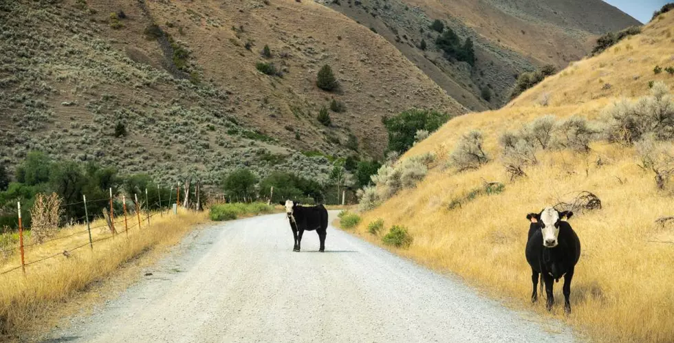 Montana cattle groups react to Trump beef import announcement