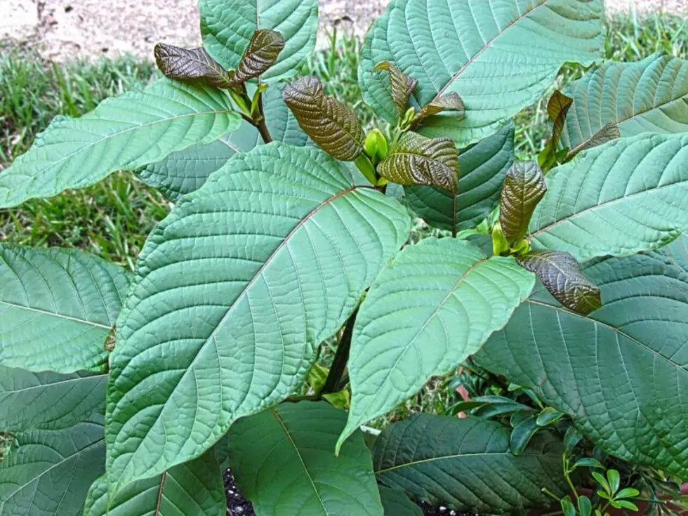 Feds schedule Kratom derivatives as opioids