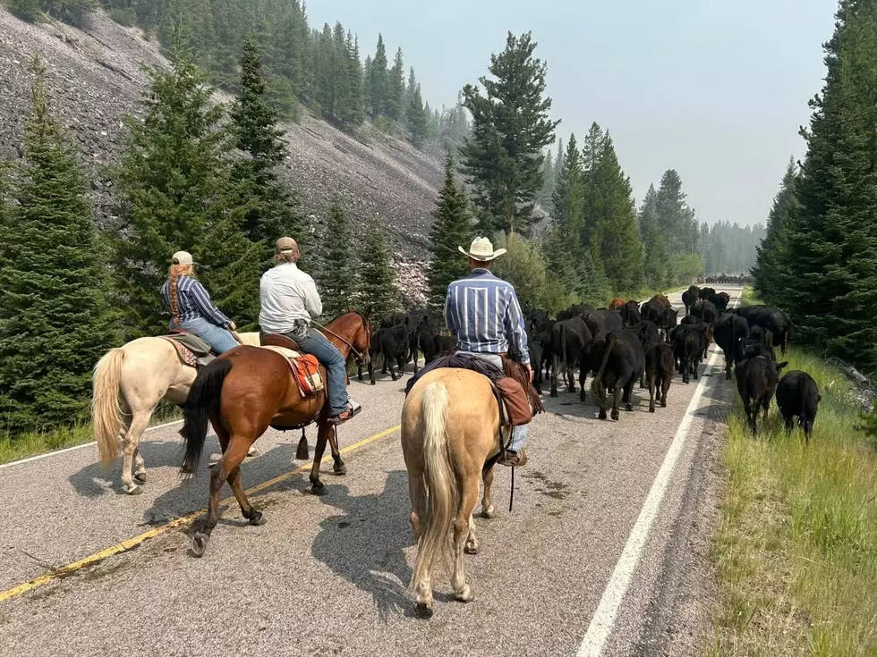 Cattle and lodges survive Sand Creek wildfire