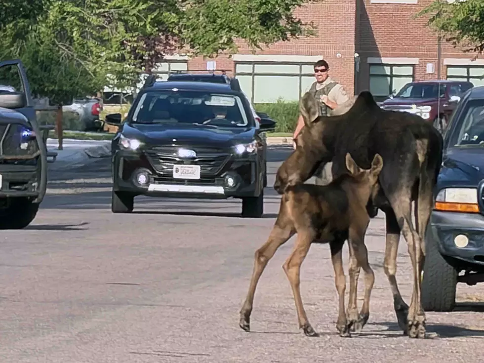 Moose and calf in Missoula. (Missoula Current)