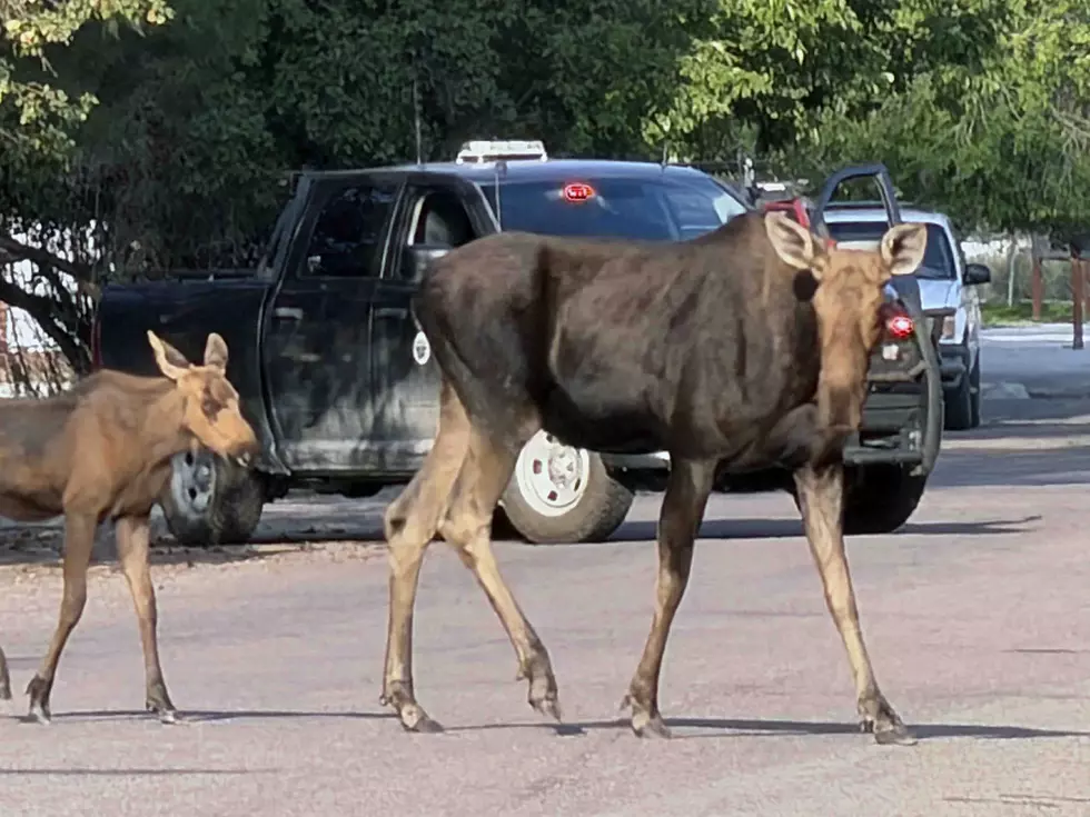 Moose and calf in Missoula. (Missoula Current)