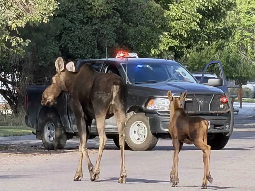 Moose and calf in Missoula. (Missoula Current)
