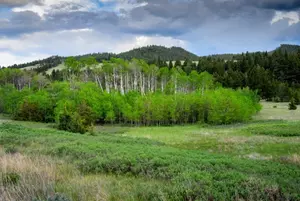 Prickly Pear announces protection of 198 acres