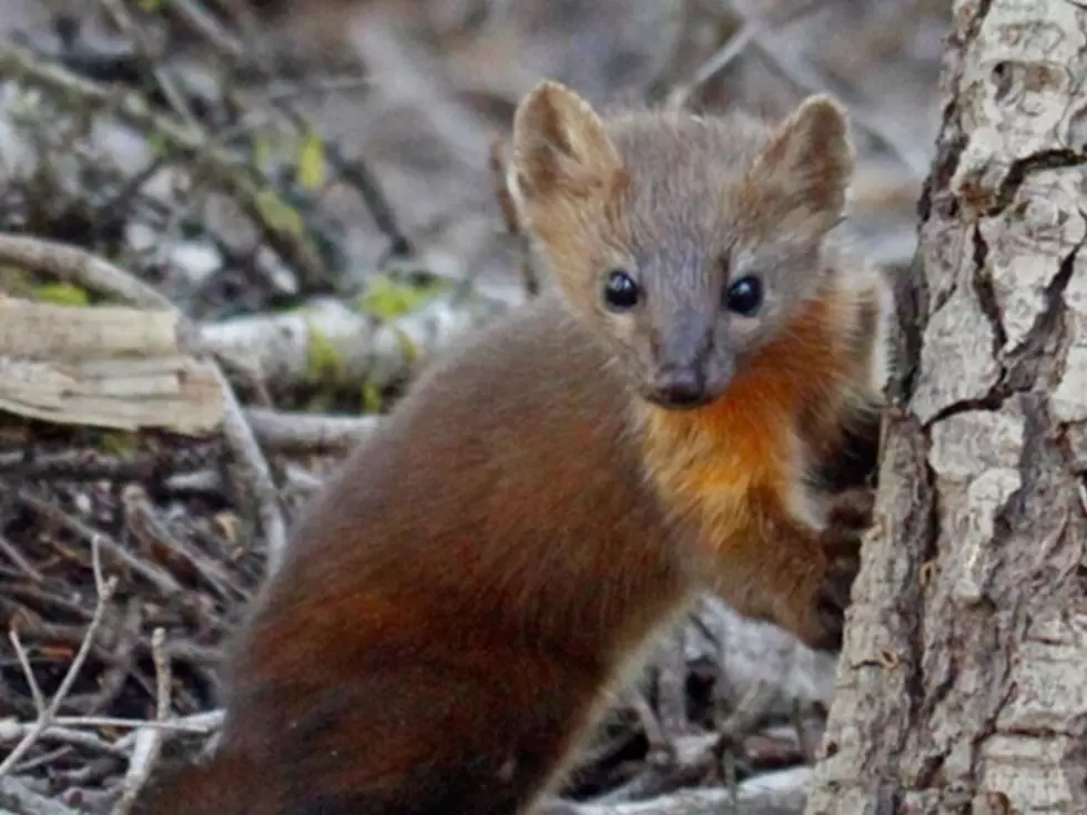 Court finds USFS violated law over coastal marten habitat