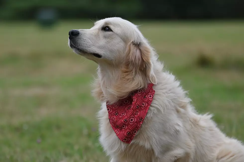 Missoula proclaims ‘Service Dog Month,’ dog owner thankful