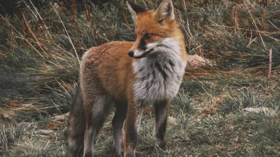 Judge slams feds for failing to protect Sierra Nevada red fox