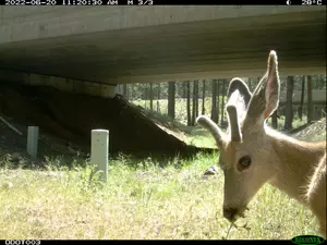 Volunteers to help track wildlife impacted by Oregon&CloseCurlyQuote;s roads