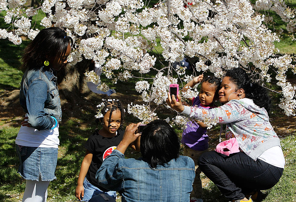 Buffalo Cherry Blossom Festival