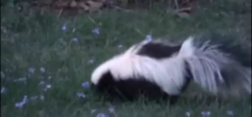 Skunks Are Everywhere In Buffalo&#8230;Why?&#8230;and are they dangerous?