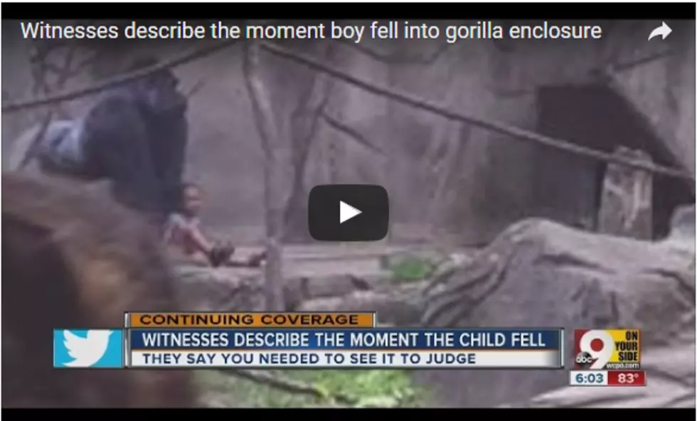 &#8216;Harambe Killing&#8217; Debate! – Should Zoo Officials Have Killed the Gorilla, Should the Boy&#8217;s Parents Be Charged? [POLLS]