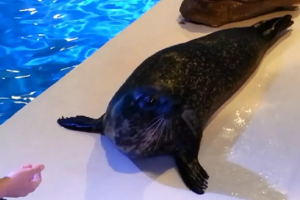 Help WNY Seals, Penguins and Sea Mammals at a Party With a Purpose [Video]