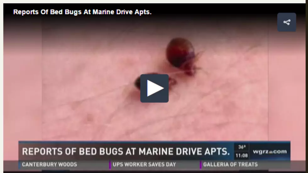 Bed Bugs Investigated in BMHA (Buffalo Municipal Housing Authority) Housing Units! [NEWS VIDEO]