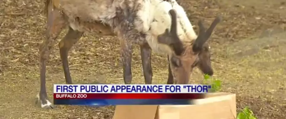 Buffalo Zoo Introduces New Reindeer [News Video]