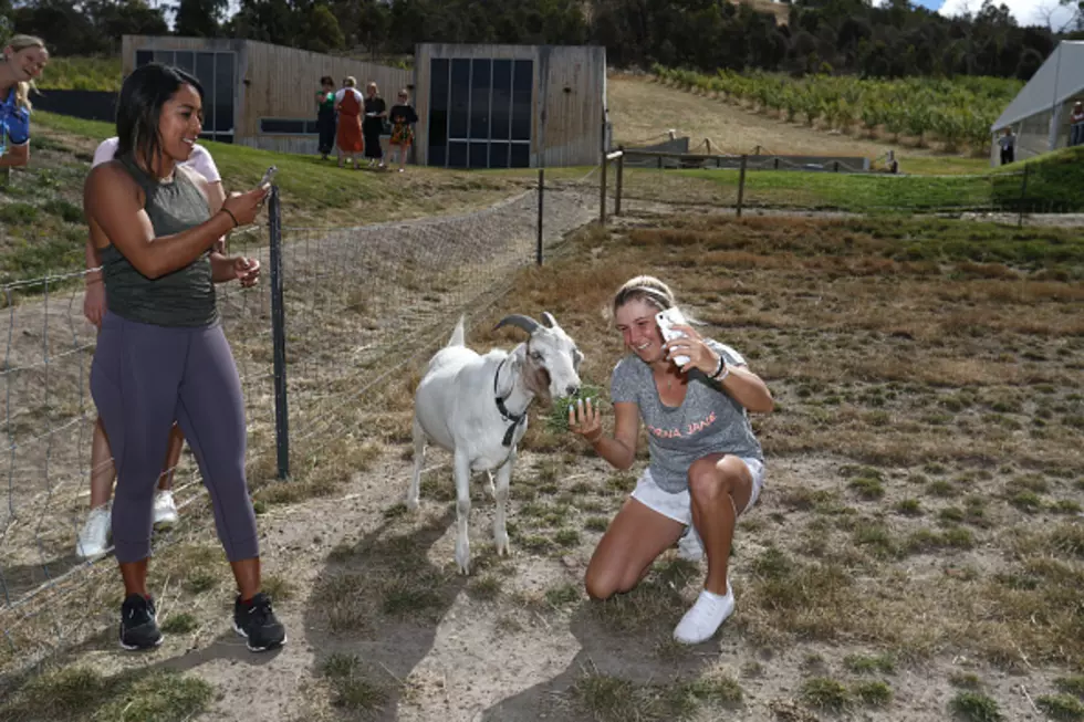 A Vermont Town Elected A Goat As Its Mayor