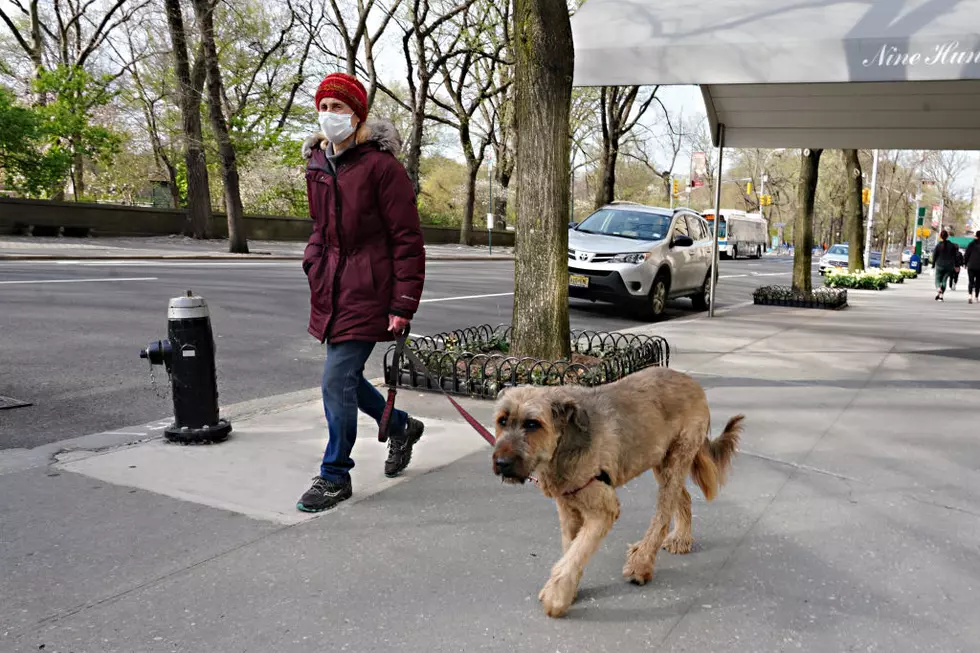 New App Connects You With Another Dog Lover