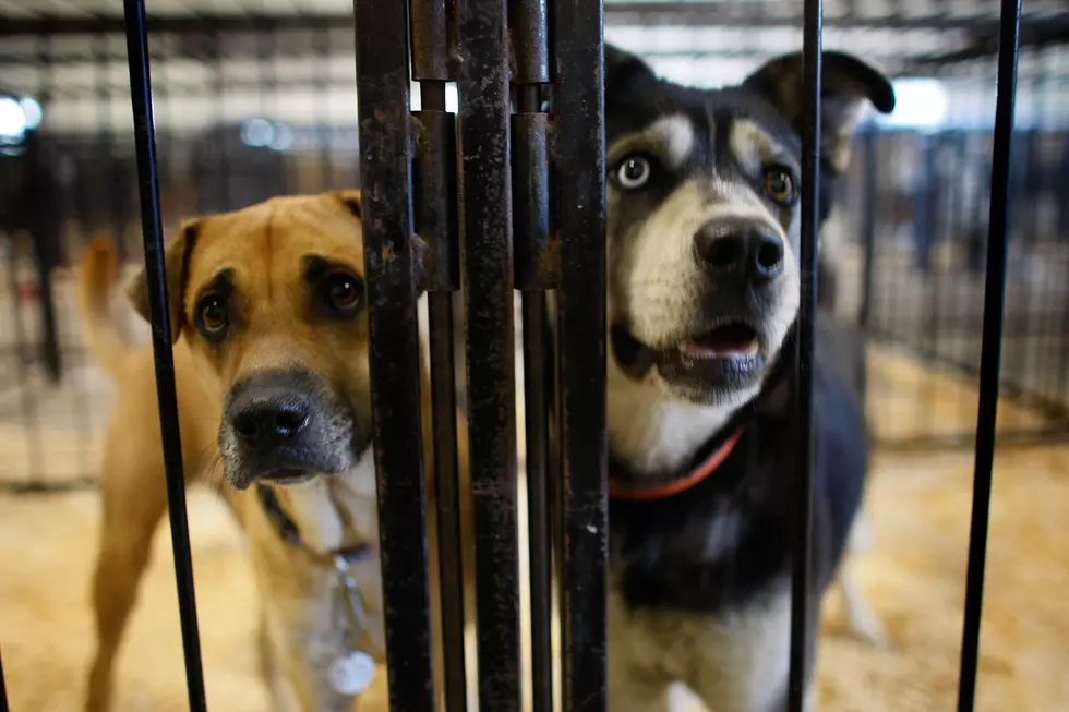 These 20 People Are Registered Animal Abusers In Orange County