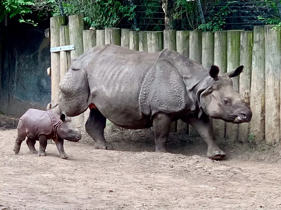 Buffalo Zoo Announces Reopening Date