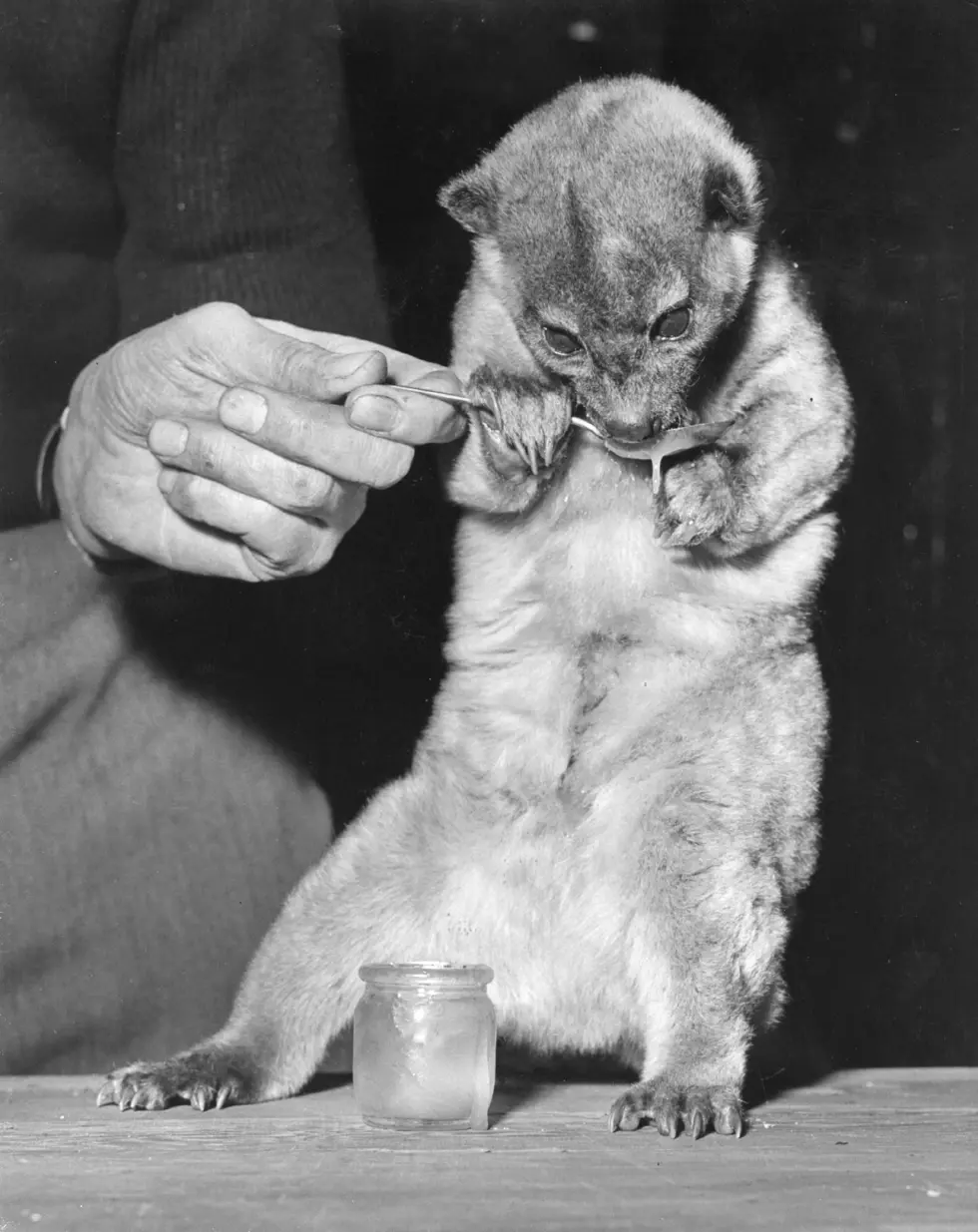 Honey Rations