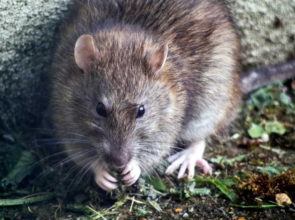 Buffalo Among Top Cities With Worst Rat Problems In America