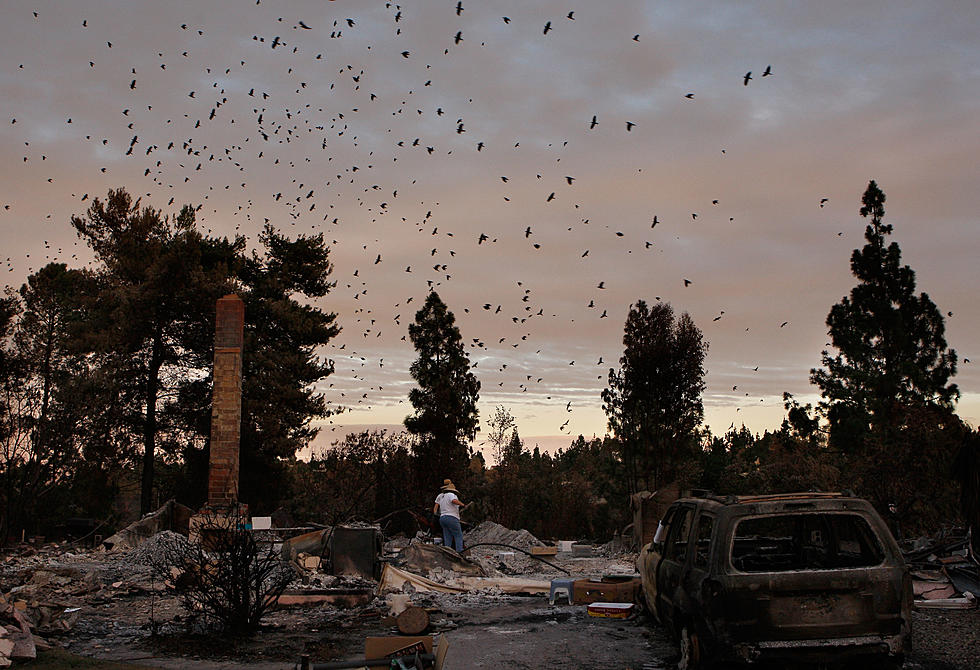 Here&#8217;s Why So Many Murders of Crows Are Invading Streets in Buffalo