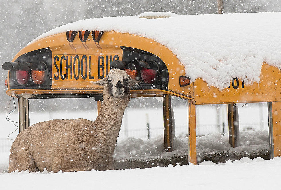 Buffalo Schools Close for 2nd Straight Day Due to Storm Aftermath