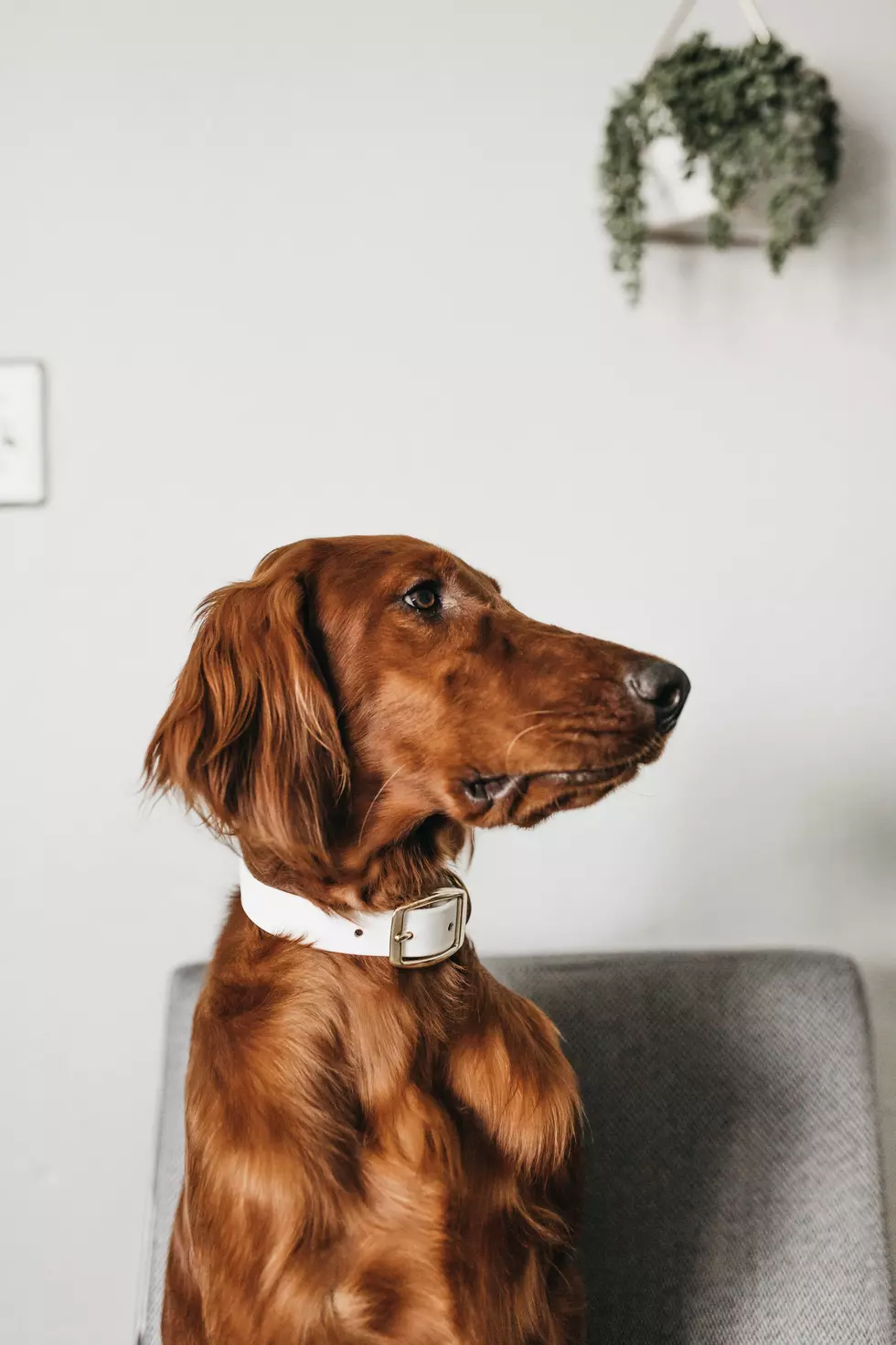 Photo by Camylla Battani on Unsplash