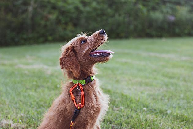If You See a Dog with a Red Collar, This Is What It Means