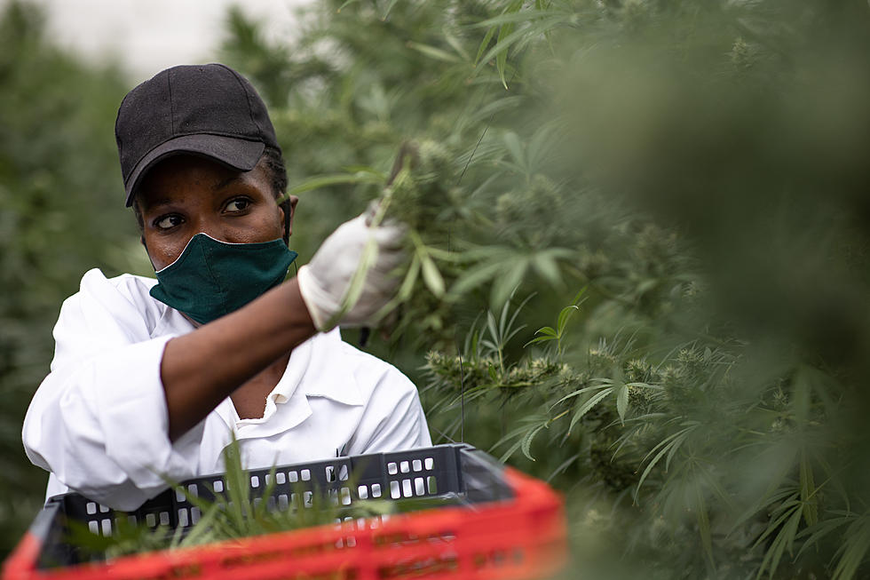 New York State Farmers Can Apply To Grow Marijuana Starting Today