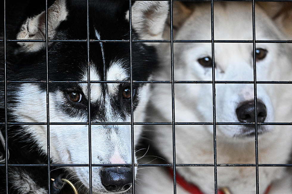 30 Terrified Dogs In Deplorable Conditions Rescued From WNY Home