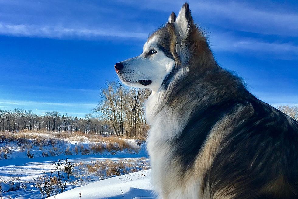 9 Of The Best Dog Breeds Perfect For New York's Cold Winters