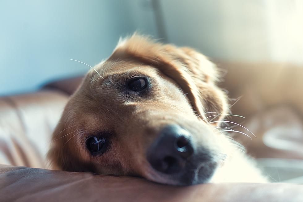Do Dogs In New York State Get Seasonal Depression?