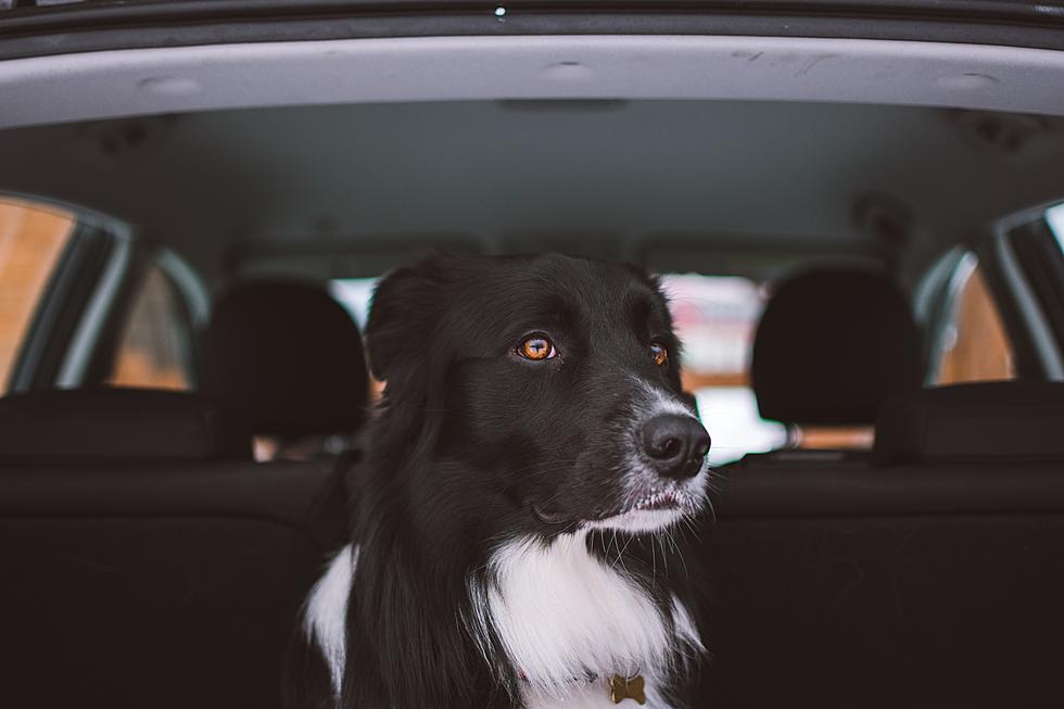 Can You Legally Break A Car Window To Rescue A Dog In New York?