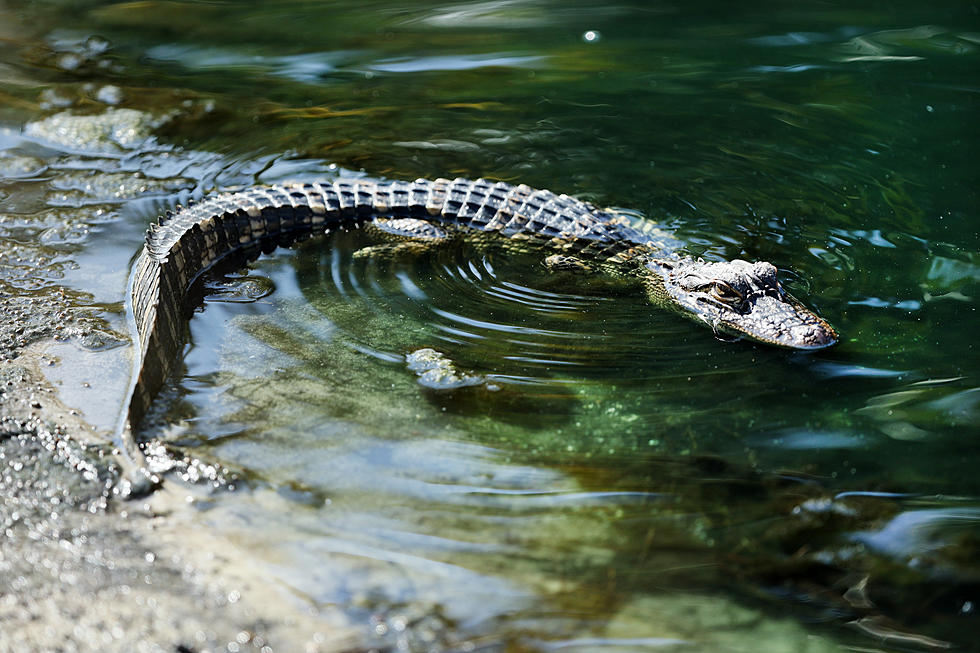 Two People Arrested For Illegal Pet Alligator In Amherst [Photo]