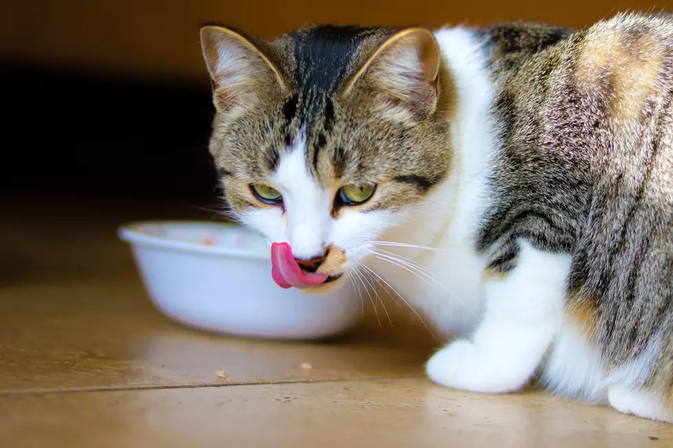 Is It Safe For My Cat To Eat Dry Dog Food?