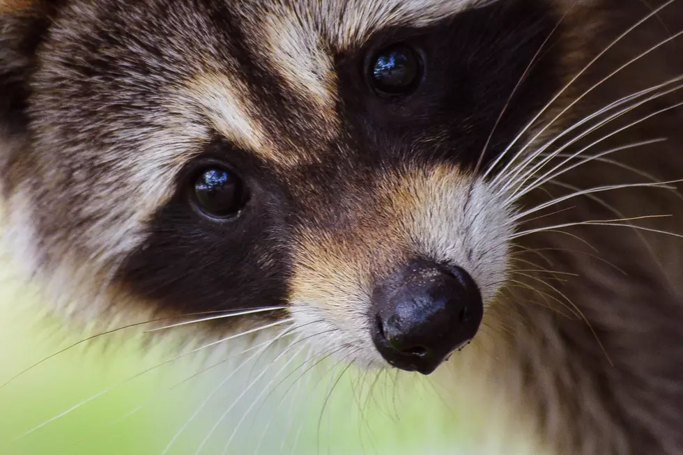Raccoon Killed In Erie County After Couple Takes It To Pet Store