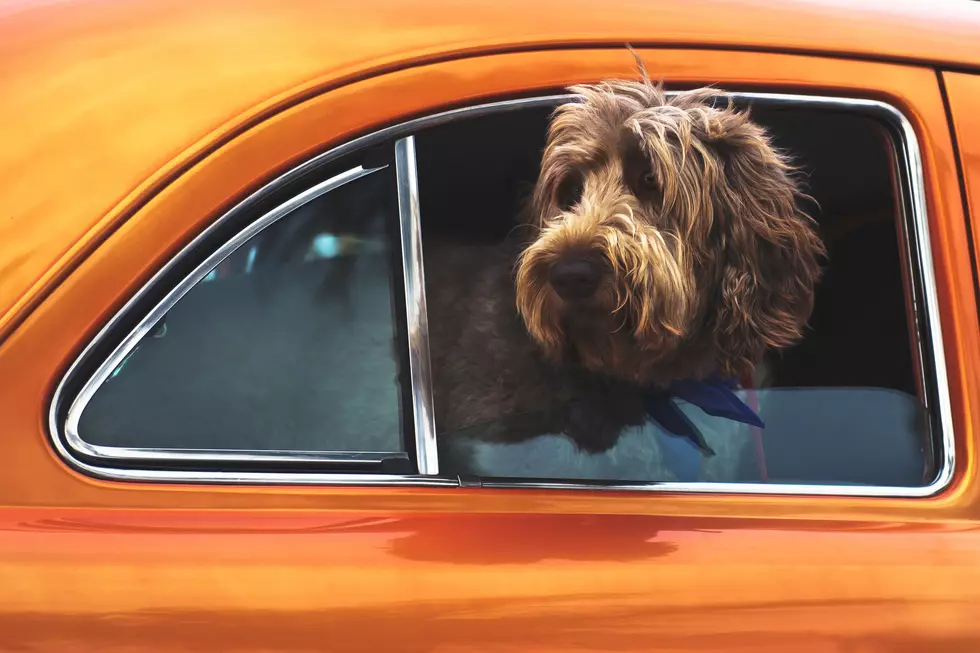 Can You Legally Break A Car Window To Save A Dog In New York State?