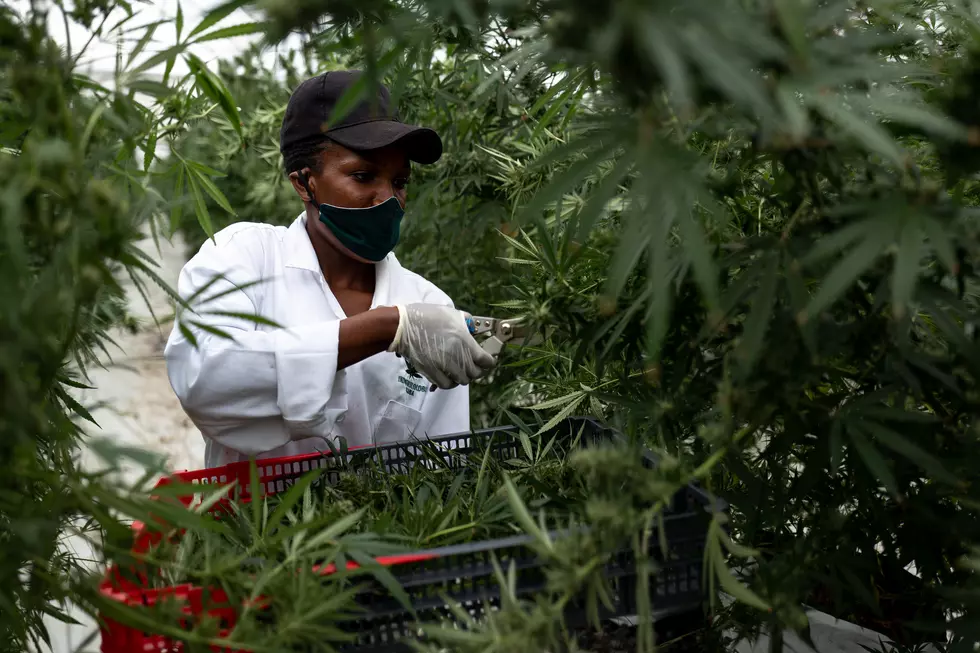 New York State Dedicates $5 Million To Train People To Work In Cannabis Industry