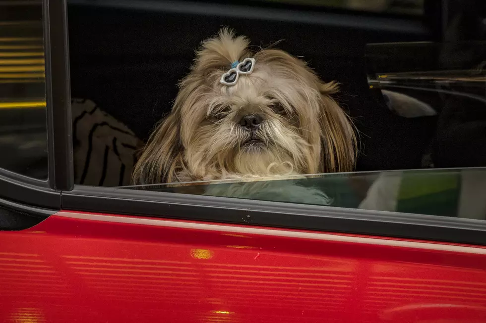 Is It Legal To Break A Car Window To Rescue A Dog In New York State?
