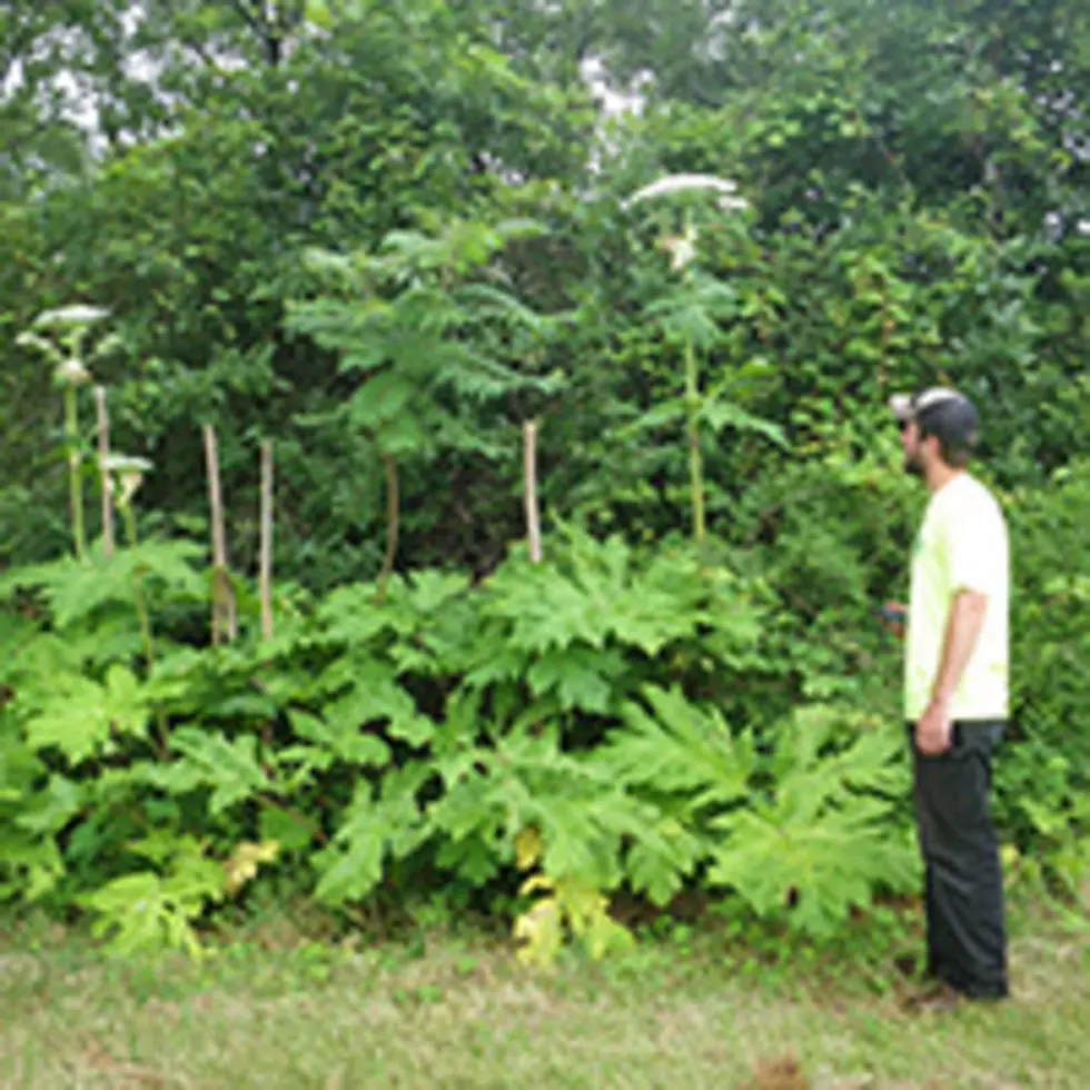 New York Hikers Beware: Dangerous Plant Found In Wild