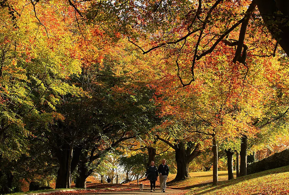 Autumn Has Arrived, Are You Ready For It In Buffalo, New York