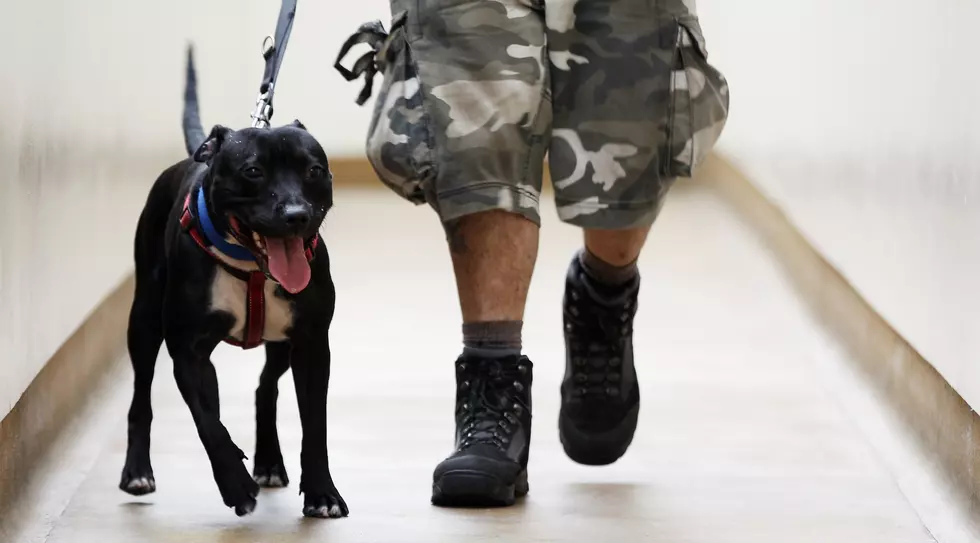 Battersea Dogs Home Attempt To Rehome Abandoned And Stray Dogs