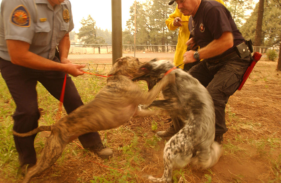 These Are All The Registered Animal Abusers In New York State [Photos]