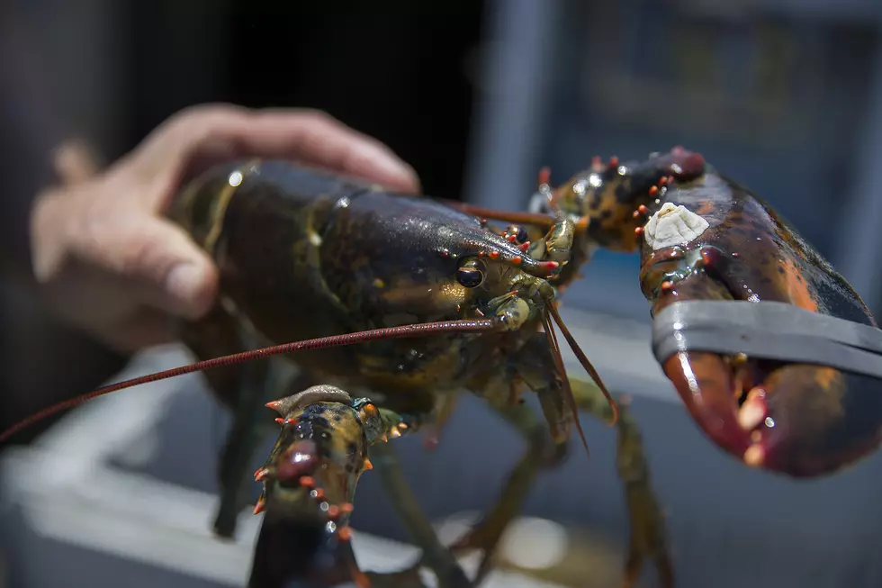 Lobster Served In NY Restaurants Might Not Be Lobster