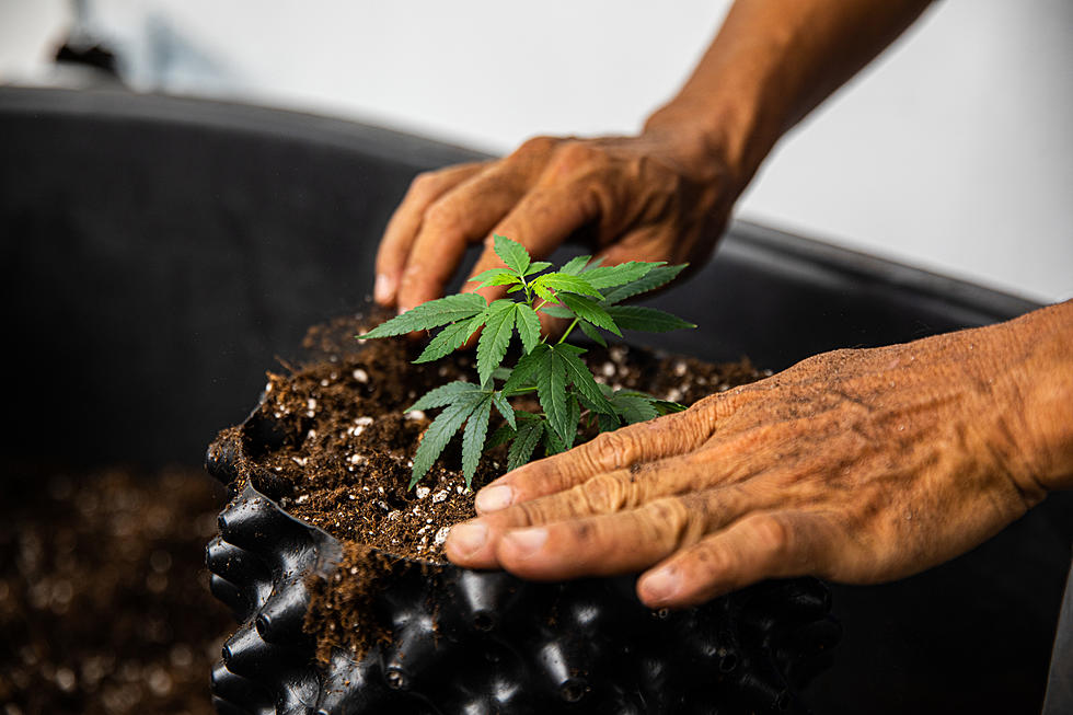Here’s Who Can Legally Grow Marijuana At Home In New York State
