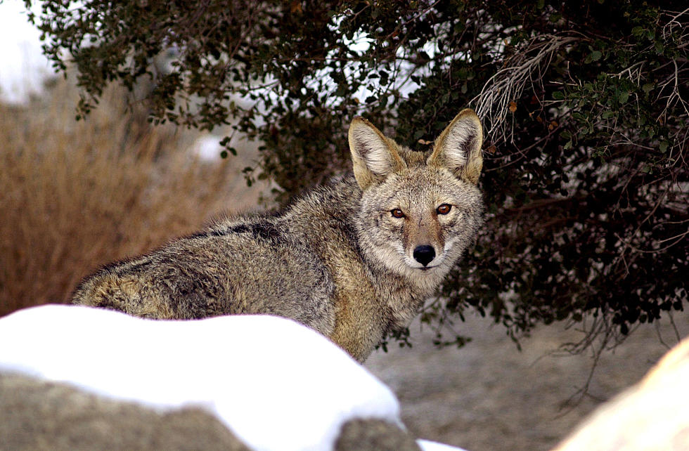 NY Warns Of Possible Conflicts With And Danger Of Coyotes