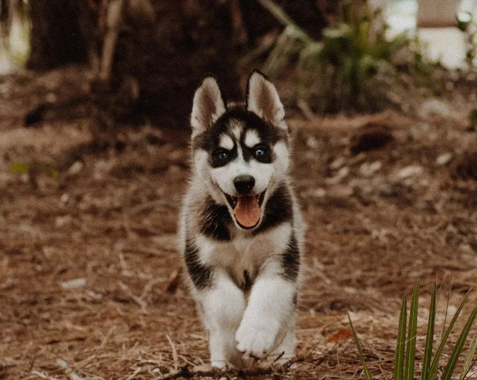 Photo by Cody Board on Unsplash