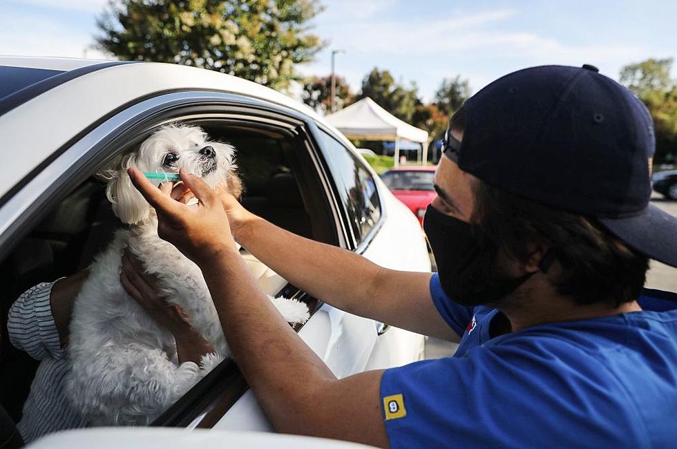 Free Pet Rabies Vaccination Clinics Happening In Erie County