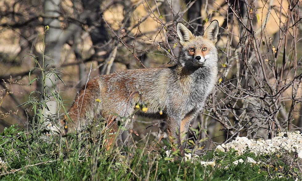 A Rabid Grey Fox That Bit Multiple People In WNY Was Later Killed