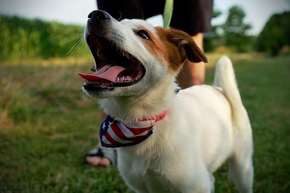 Is It Illegal To Leave Your Dog Outside On A Hot Day In NY?